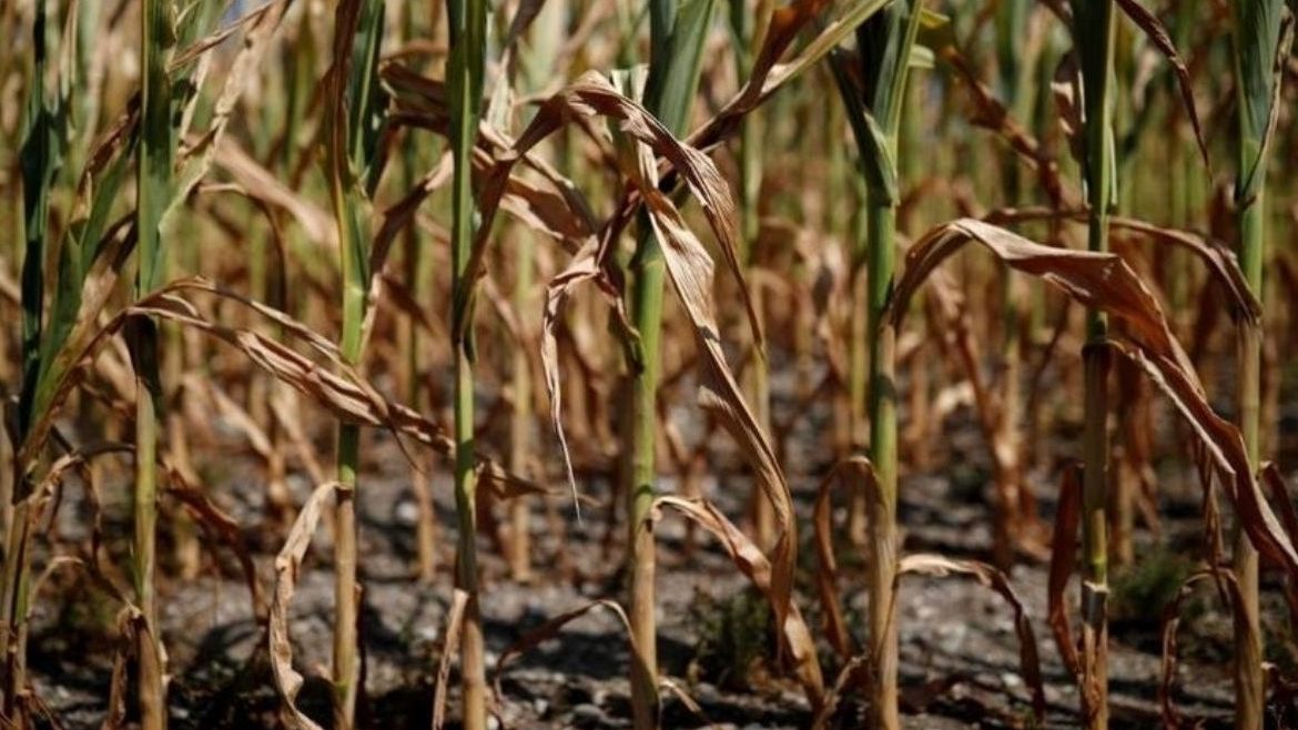  Por la sequía, los productores de la zona núcleo ven derrumbarse las estimaciones del comienzo de la campaña.