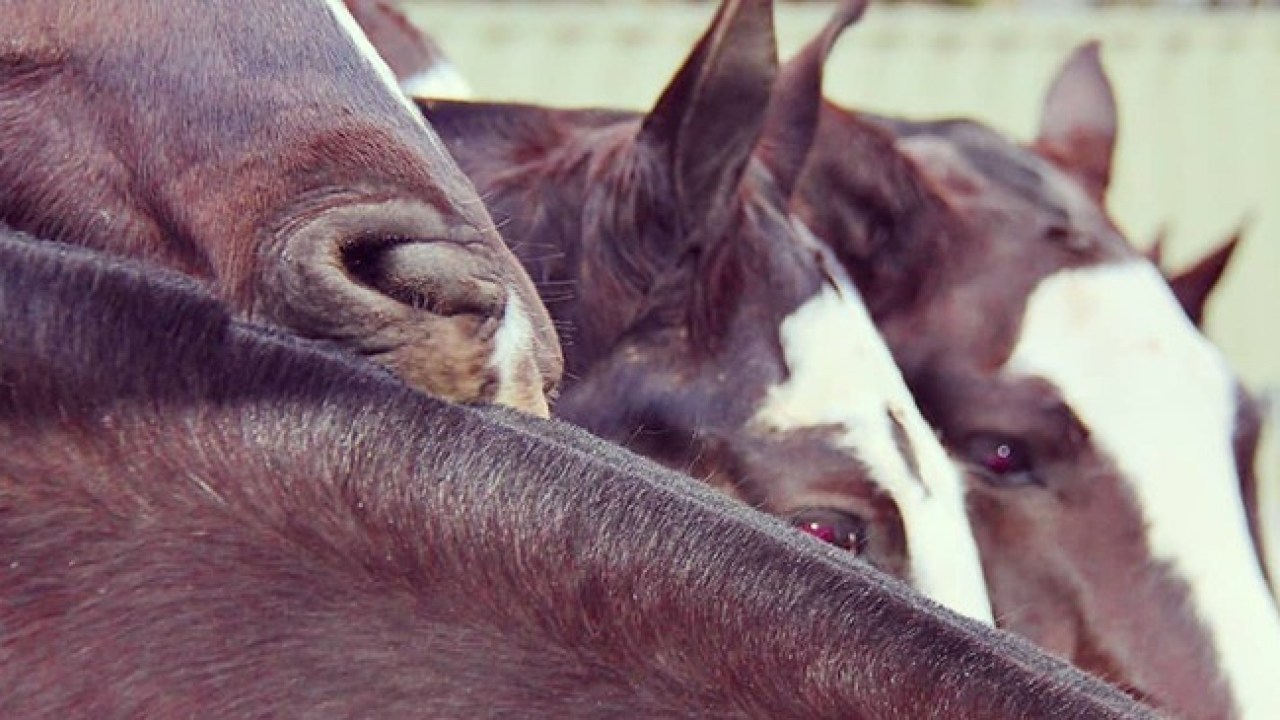  Cancelan la edición 49º de la Fiesta Nacional del Caballo en Bragado.