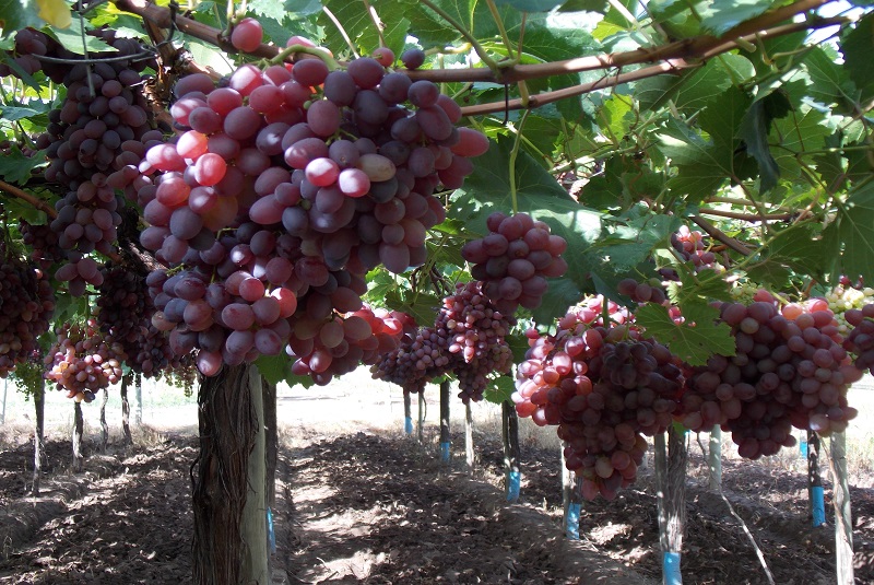 El Inta Desarroll Nueve Variedades De Uva De Mesa Sin Semilla El Agrario