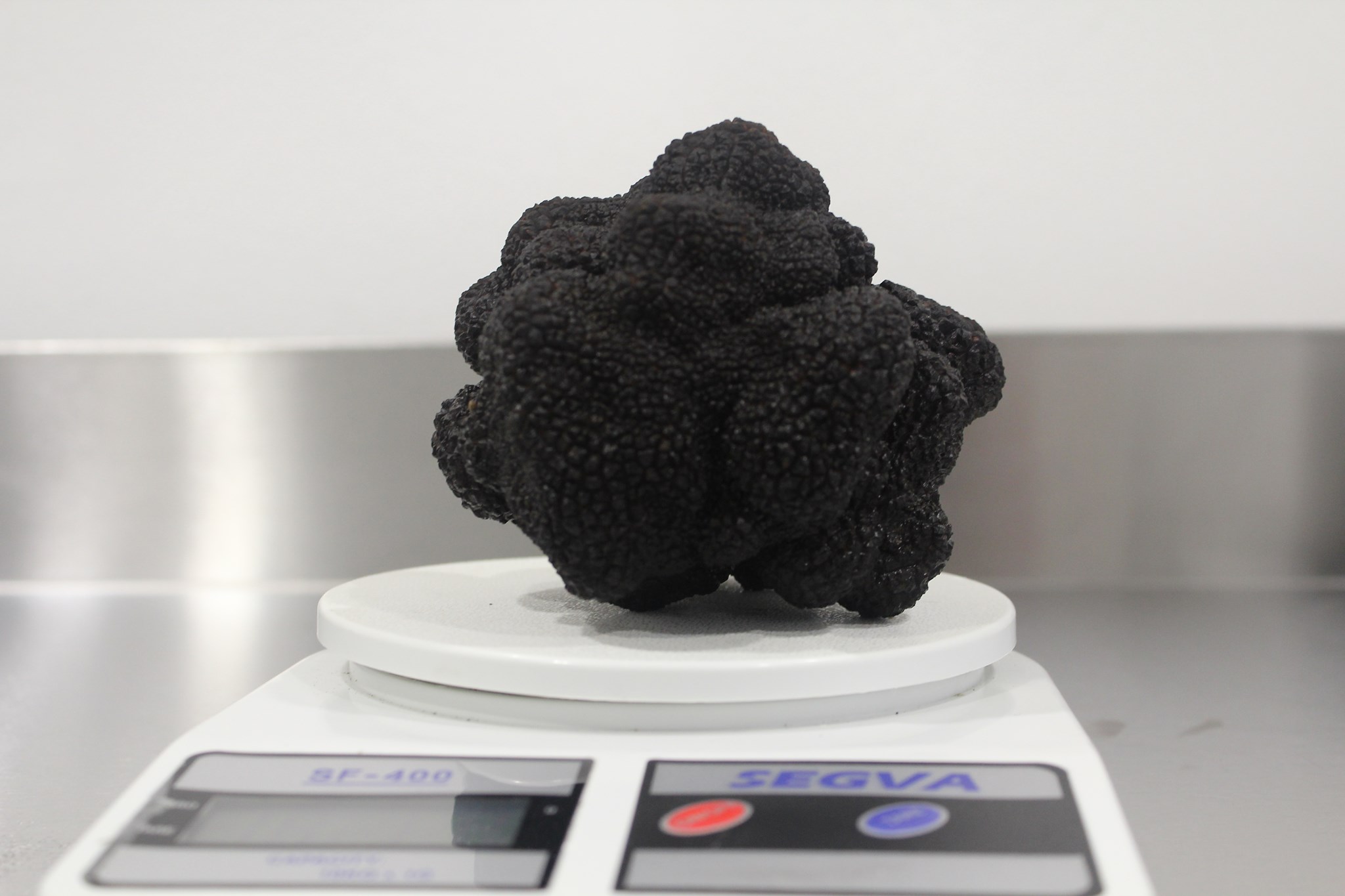  trufas negras del Perigord (tuber melanosporum), un hongo de altísima calidad, muy demandado por la cocina internacional. Foto: Trufas del Nuevo Mundo.