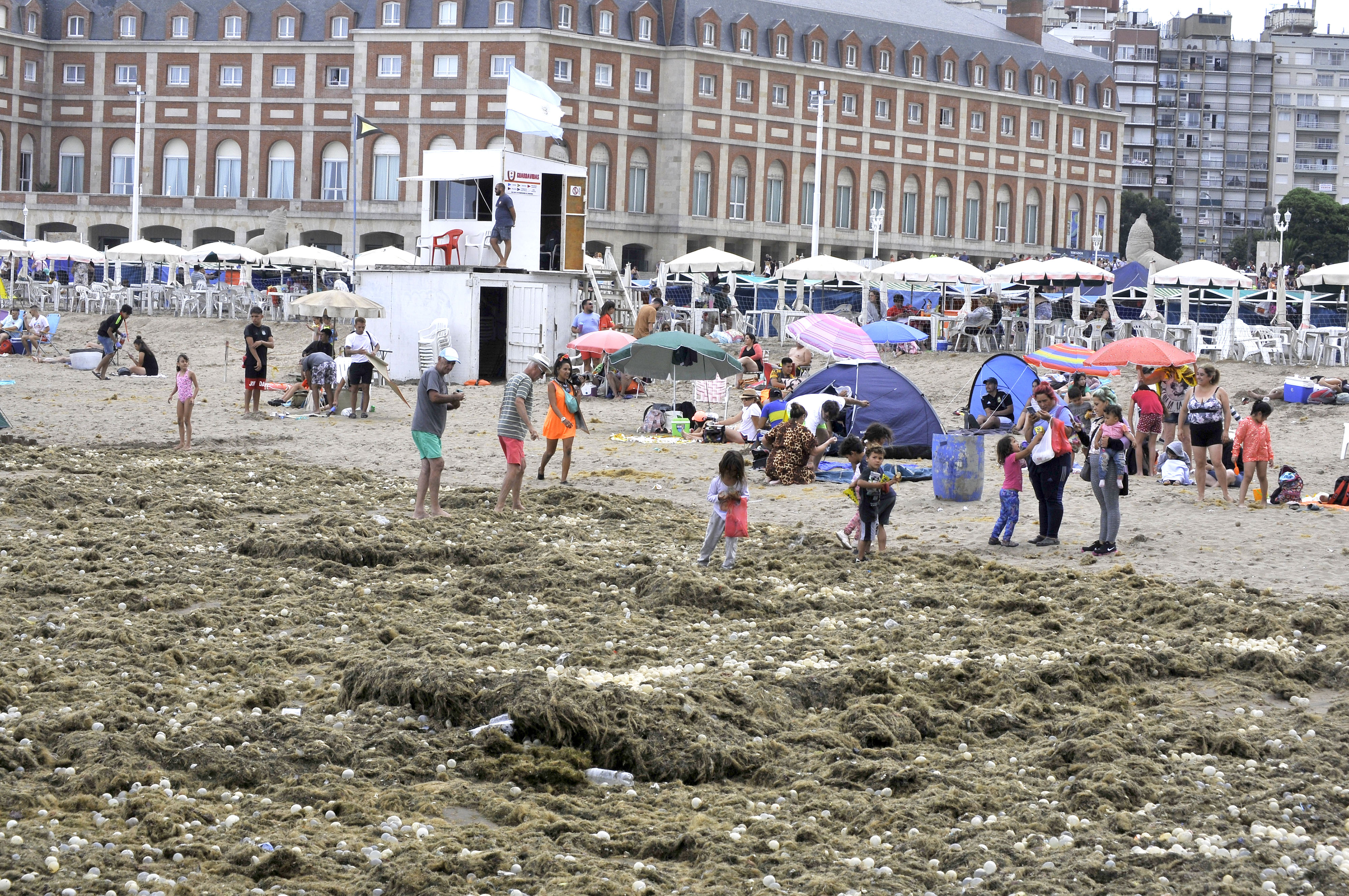  Playas de Mar del Plata invadidas por algas y huevos transparentes 'ovicápsulas'. Foto: Télam.