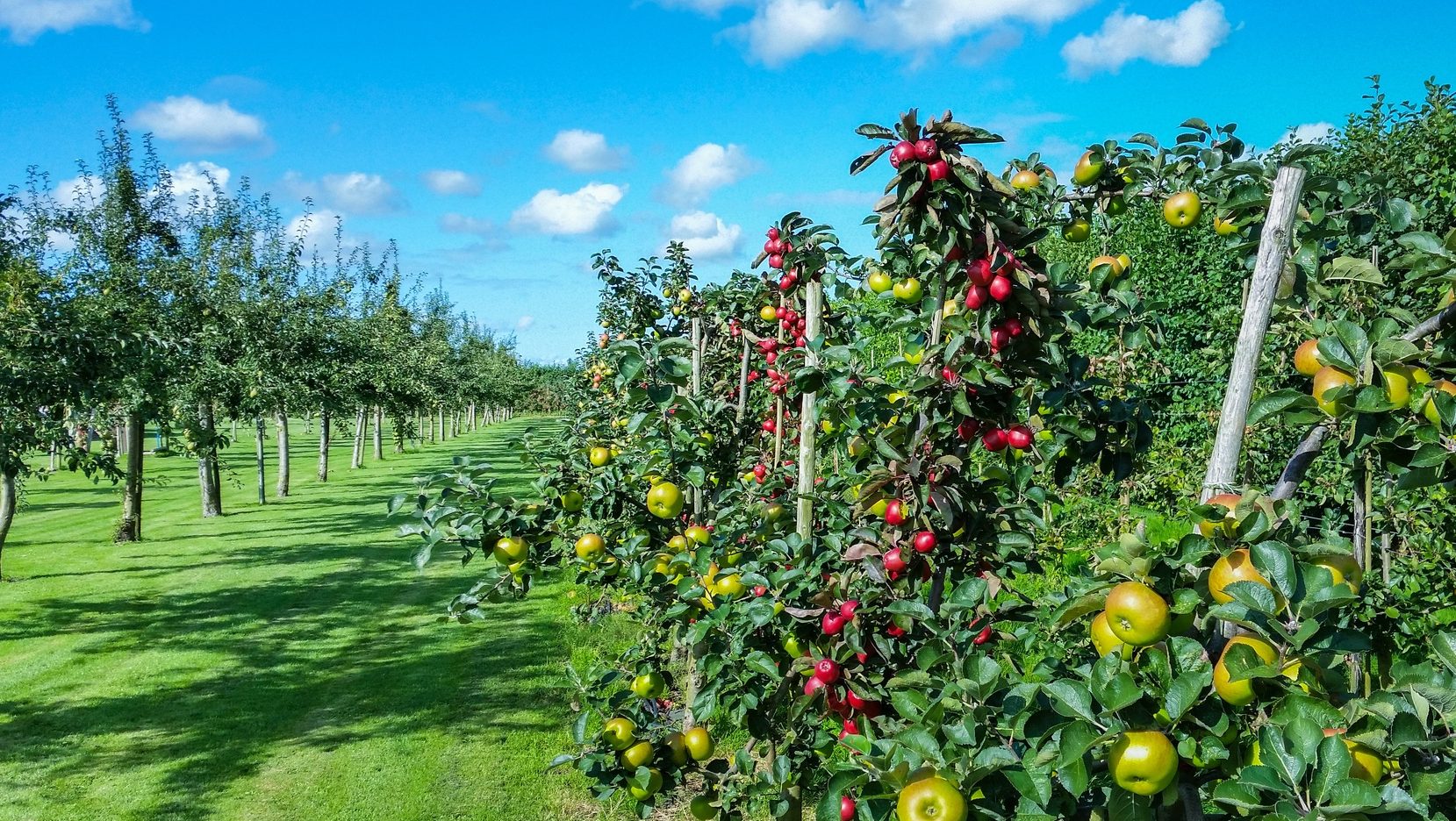 El gobierno crea el Programa Nacional de Horticultura El Agrario