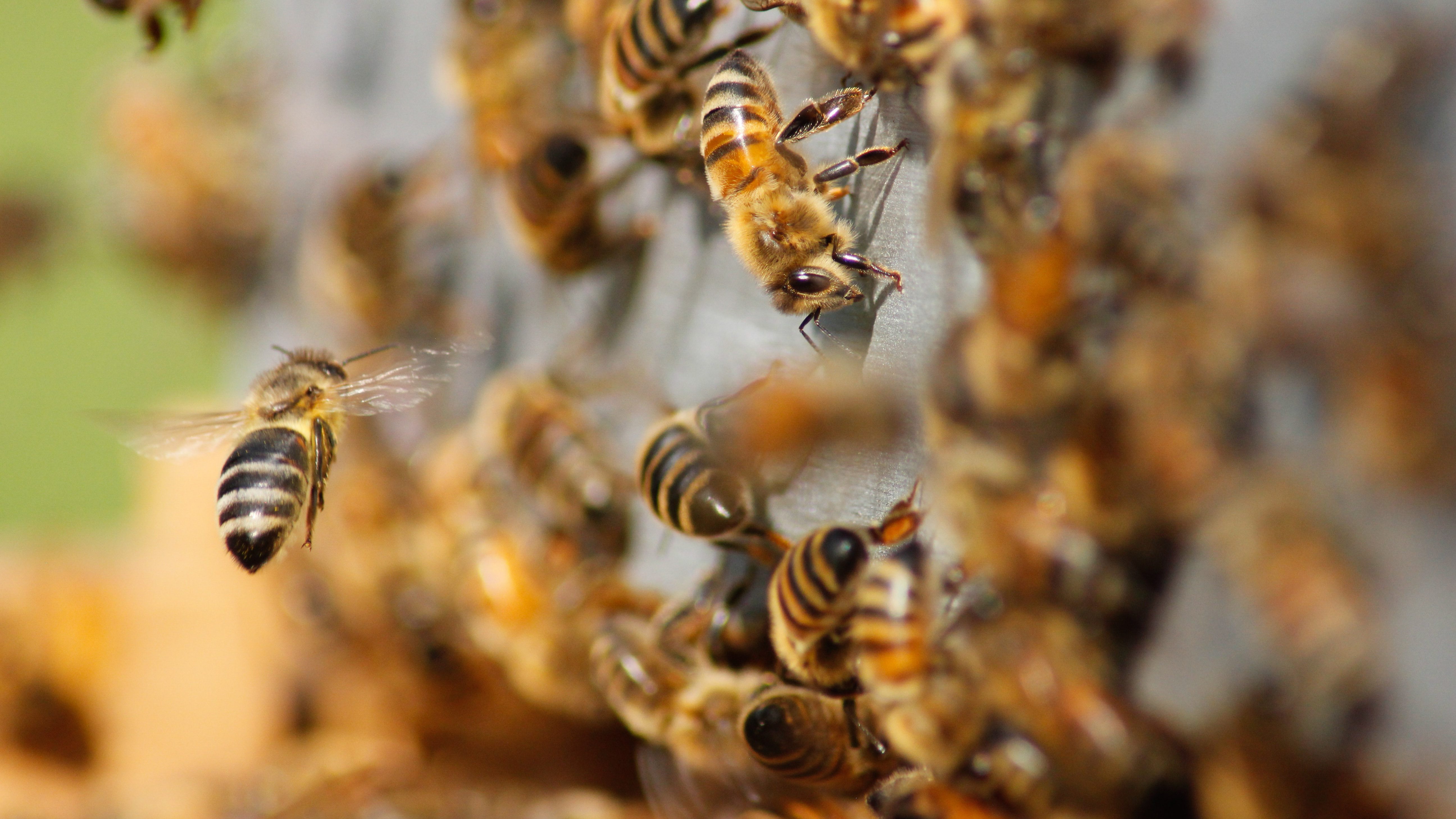 Miel de abejas nativas sin aguijón para consumo y uso medicinal | El ...