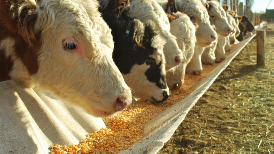  La línea de crédito lanzada buscará aumentar el ingreso de hacienda y la producción de carne haciendo hincapié en el maíz, considerado un insumo básico.