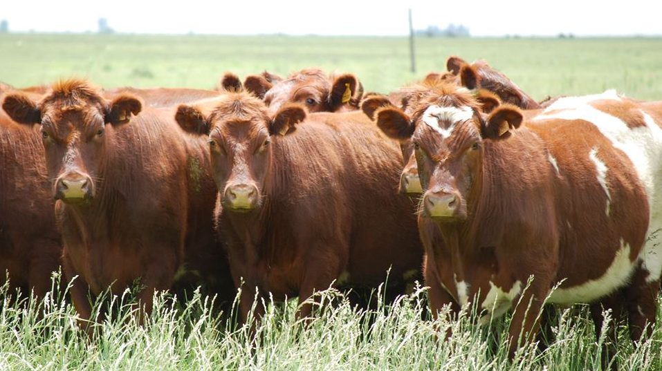 Razas bovinas criadas en Argentina: Shorthorn | El Agrario