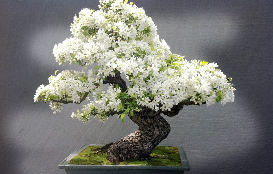 bonsai de alambre paso a paso 