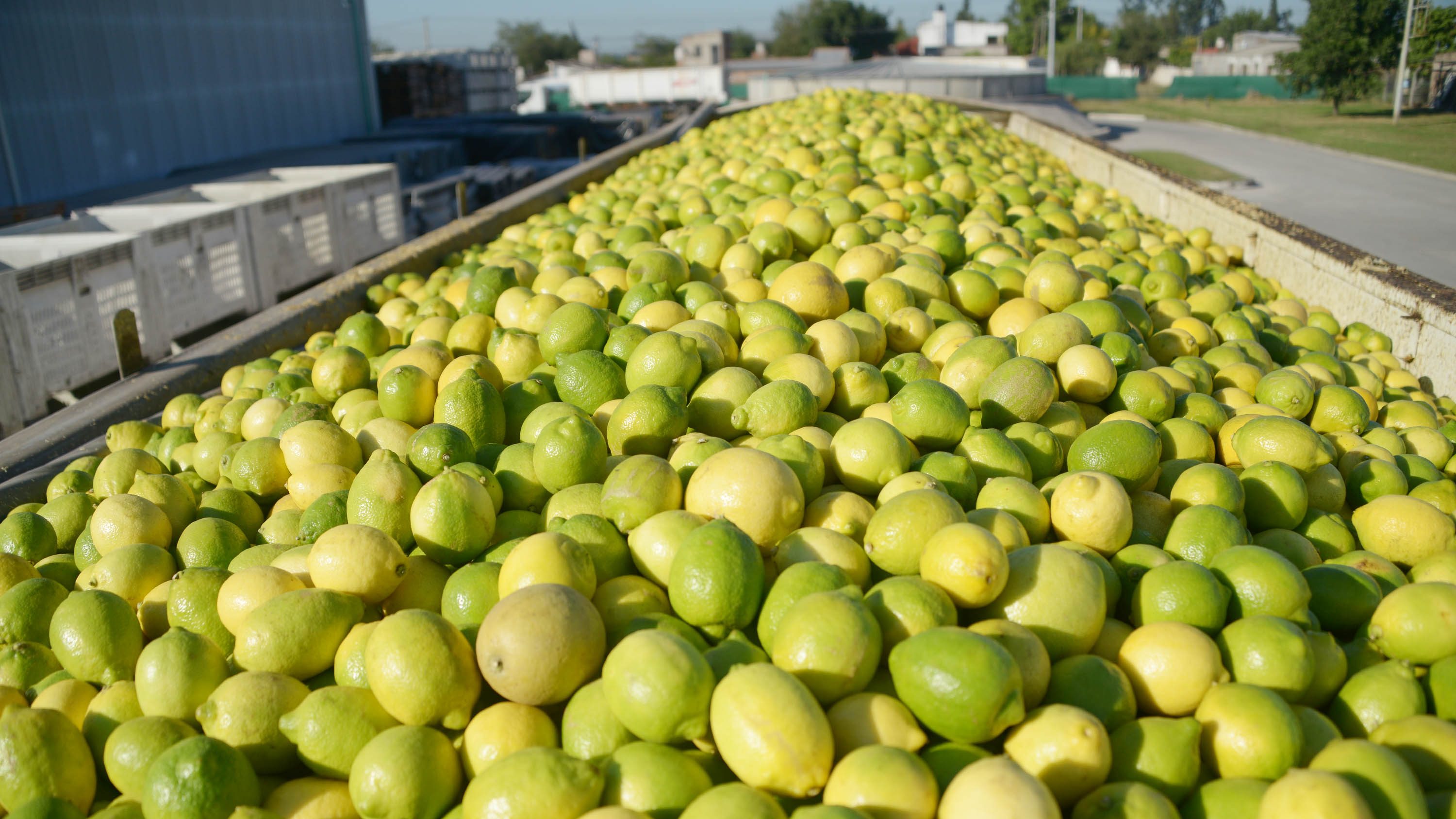  EL USDA recortó la previsión de exportación de limones Foto: Prensa Ministerio de Relaciones Exteriores