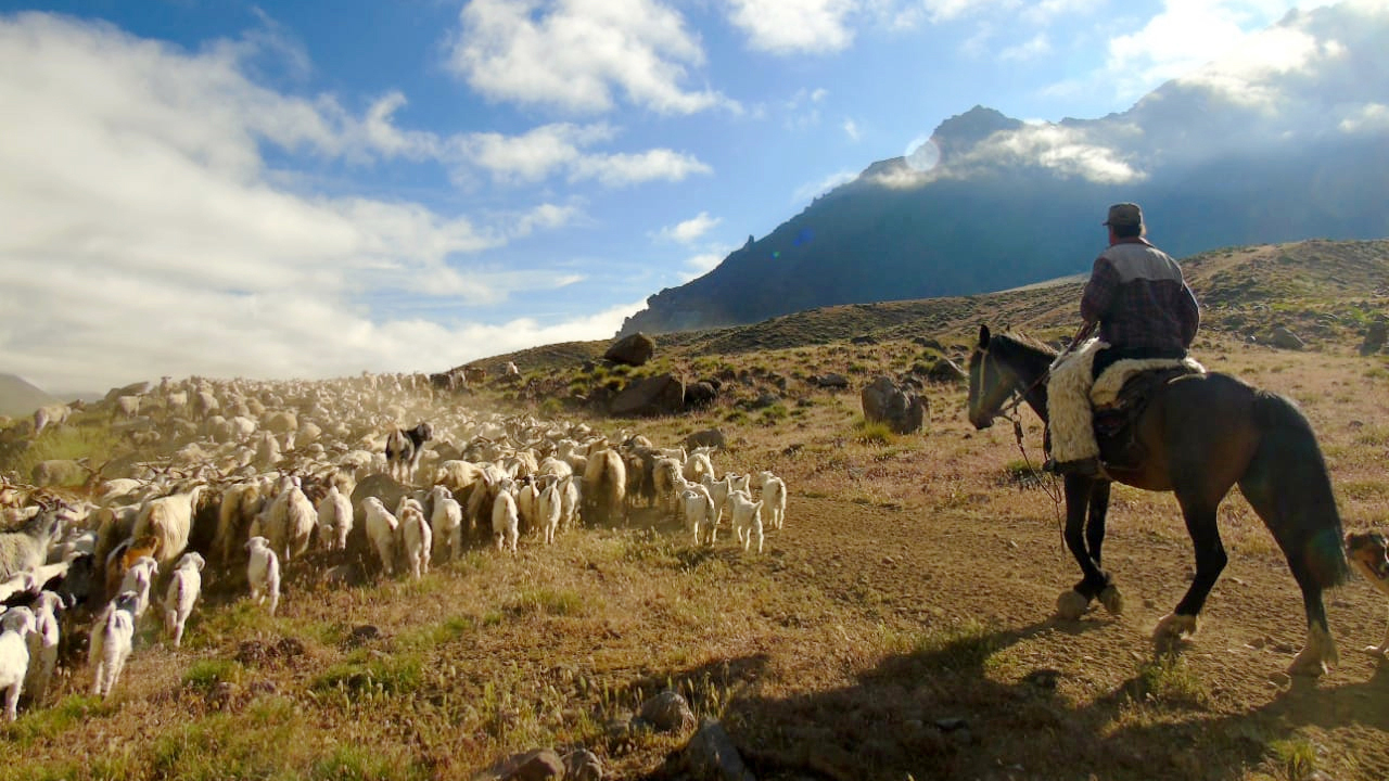 Trashumancia una práctica que persiste en el tiempo El Agrario