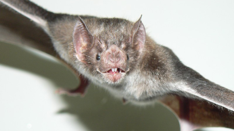 La rabia paresiante es una enfermedad epidémica y recurrente causada por el virus rábico transmitido por el vampiro común Desmodus Rotundus