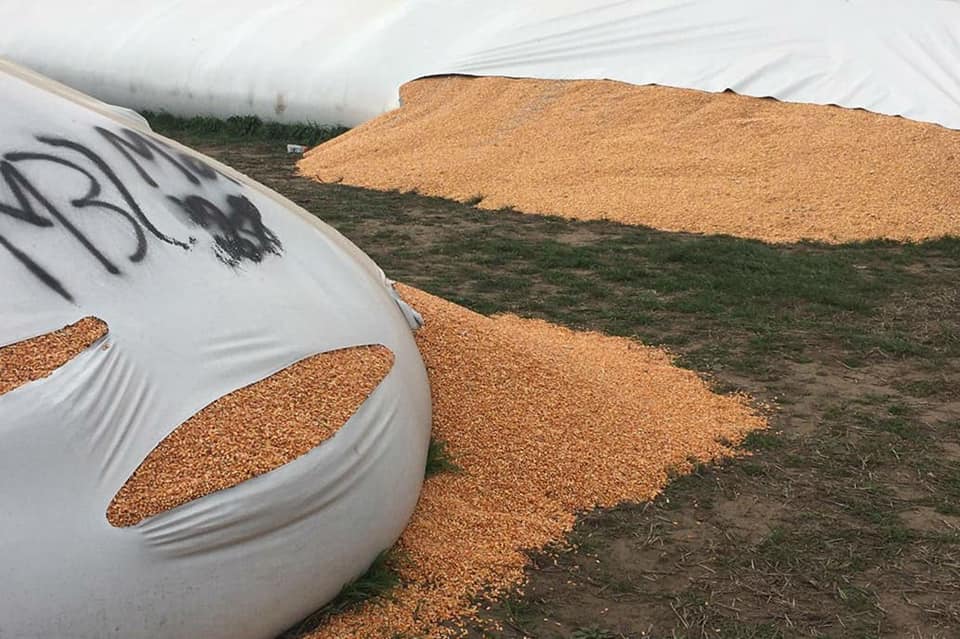  Ya son 129 las roturas de silobolsas registradas en todo el país. Foto: Sociedad Rural de Jesús María.