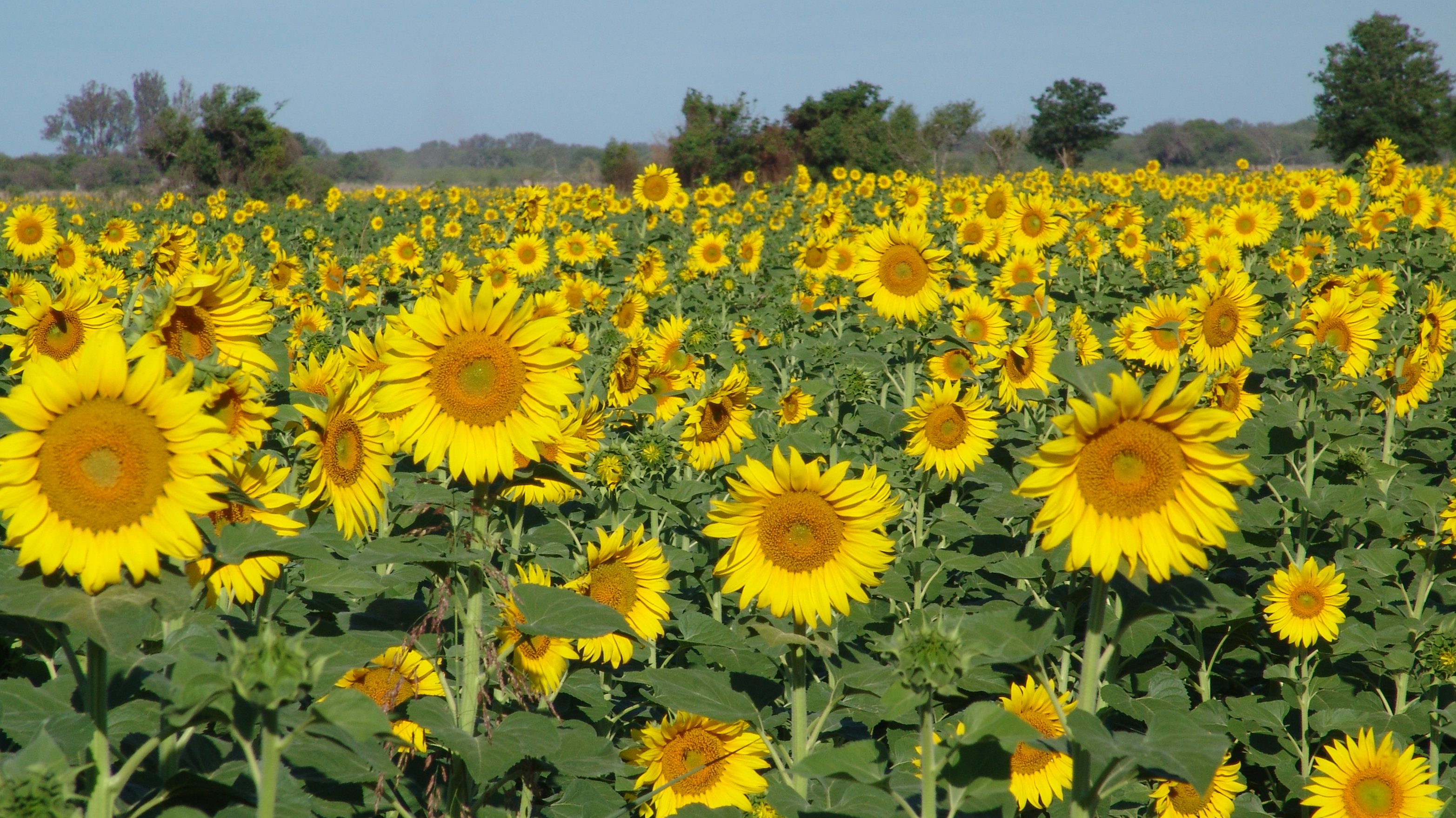 La cosecha de GIRASOL finalizó con crecimiento del 15% | El Agrario