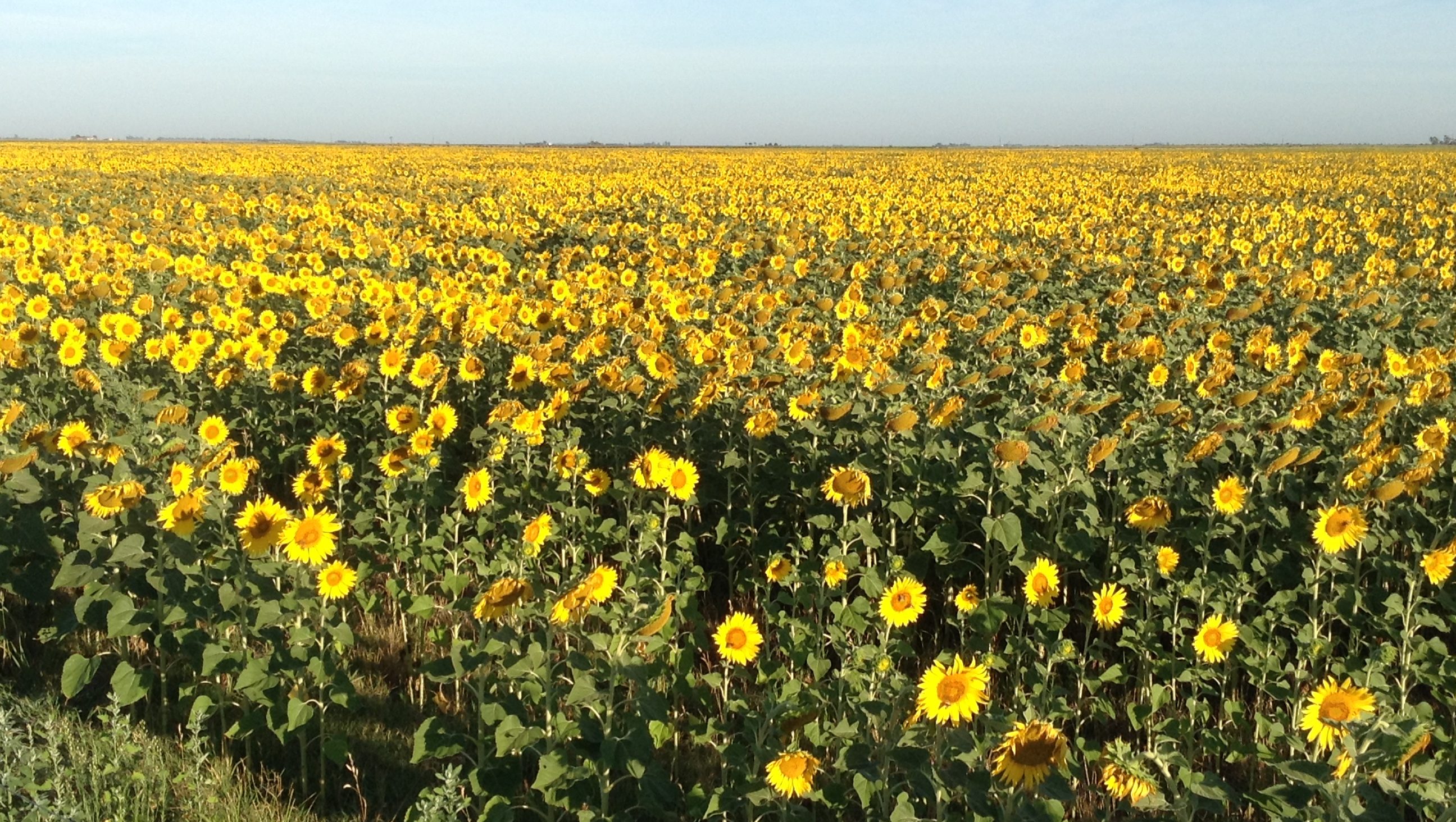 Girasol a la Niña | El Agrario