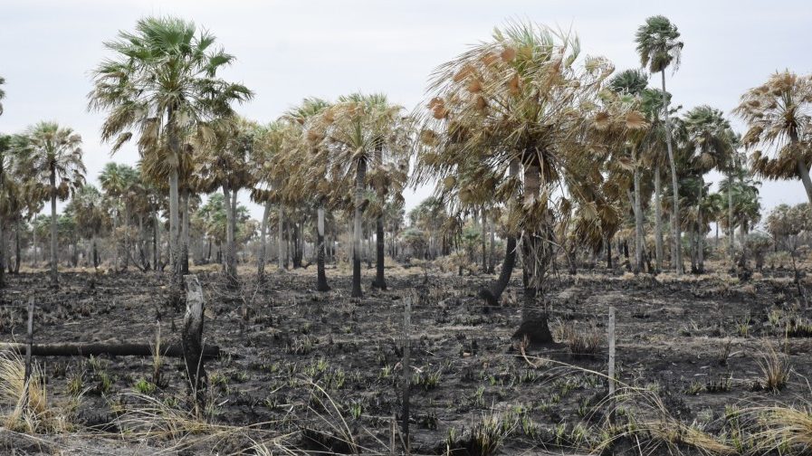  El Gobierno declaró la Emergencia Agropecuaria por sequía en Formosa. Foto: lamaanaonline-lkb.com.ar