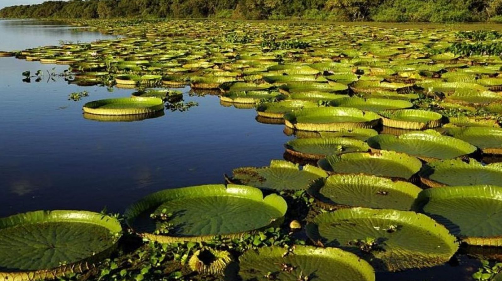Sitios Ramsar en la Argentina: la importancia de los humedales | El Agrario