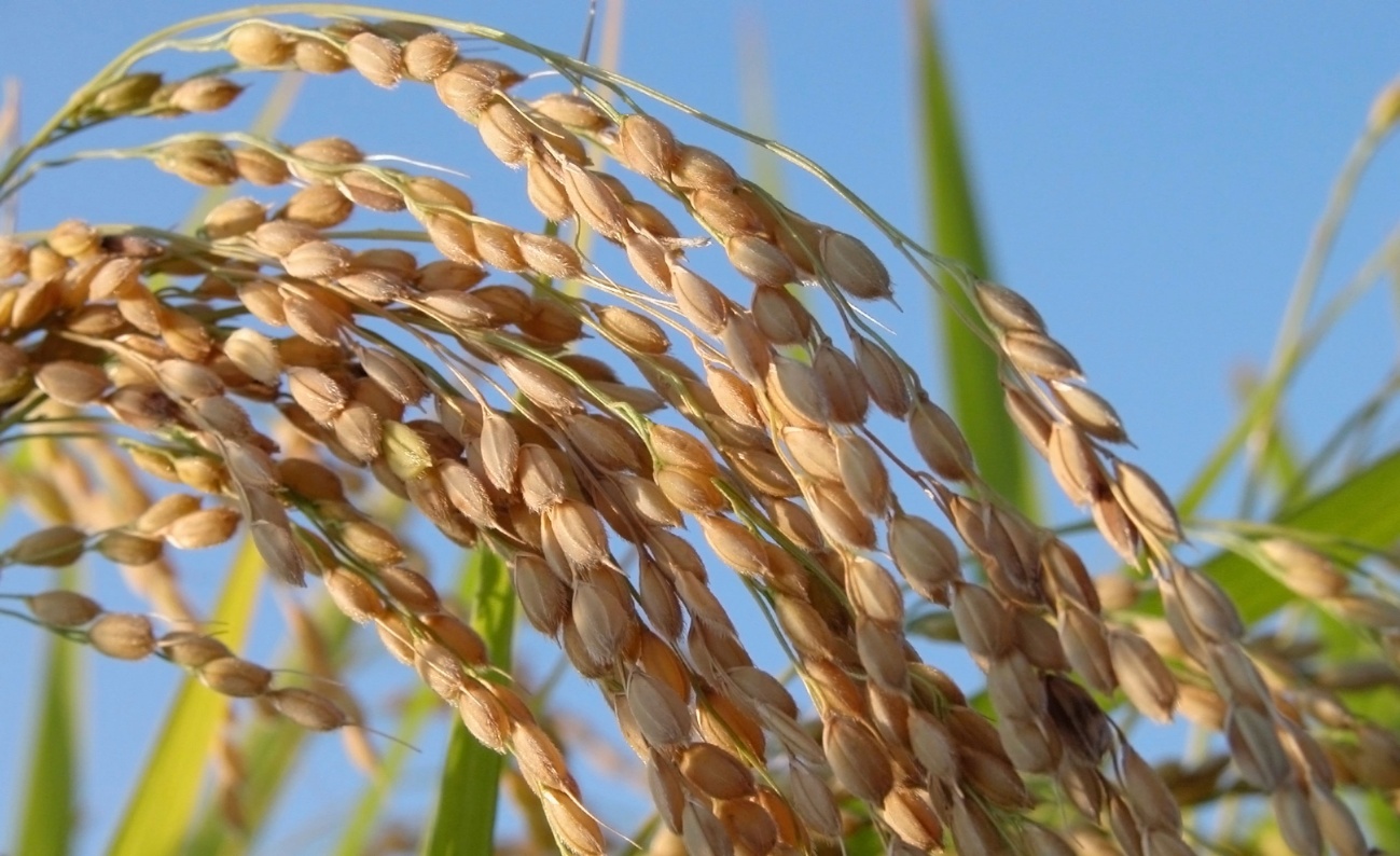  Rizoderma es eficaz en el control de múltiples enfermedades de semilla y de suelo que afectan los cultivos de trigo, soja y arroz.