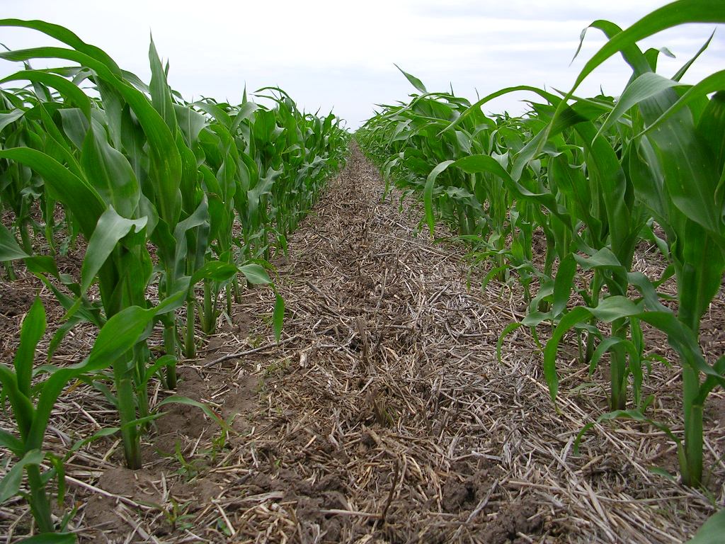 Pluviometro (jardin Milpa Maiz Sorgo Agricultura)