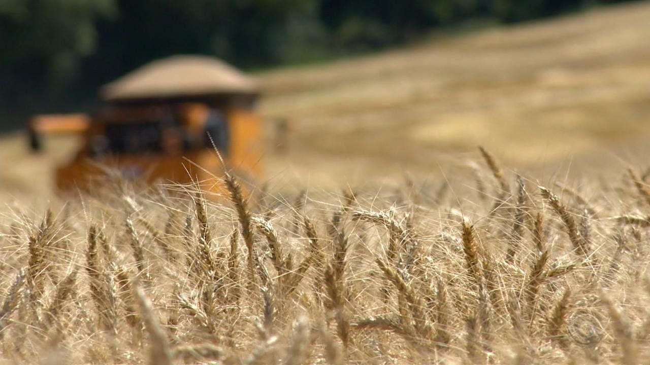 El Usda Recortó La Previsión De Cosecha De Trigo En Argentina El Agrario 1130