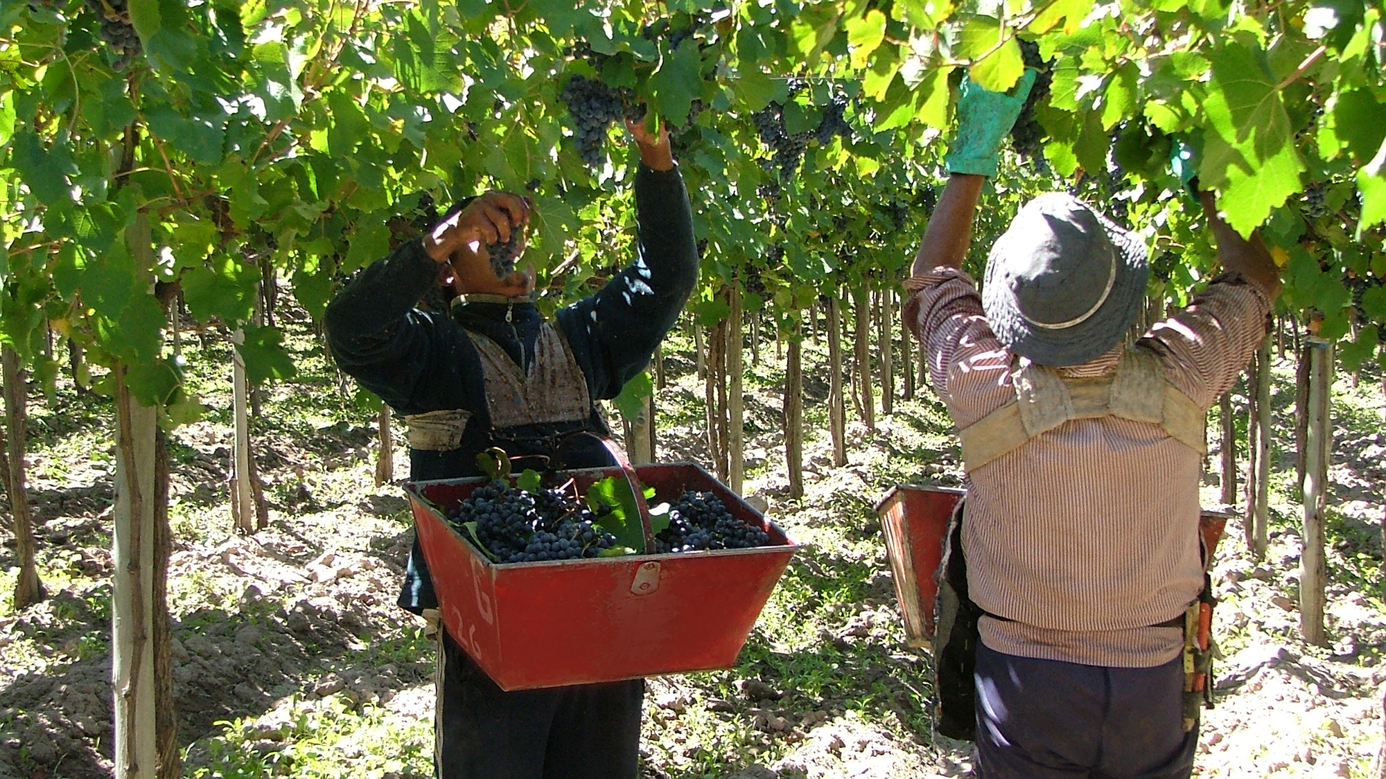  Vendimia, calor y protocolos de protección contra la COVID-19: ¿combo imposible?. Foto: UATRE