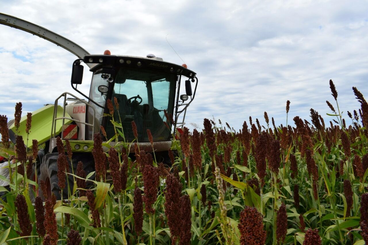 Según el informe de la Bolsa de Comercio de Buenos Aires, la cosecha de sorgo superará a la del ciclo anterior por 500.000 toneladas. Foto: Mundoagro.cba