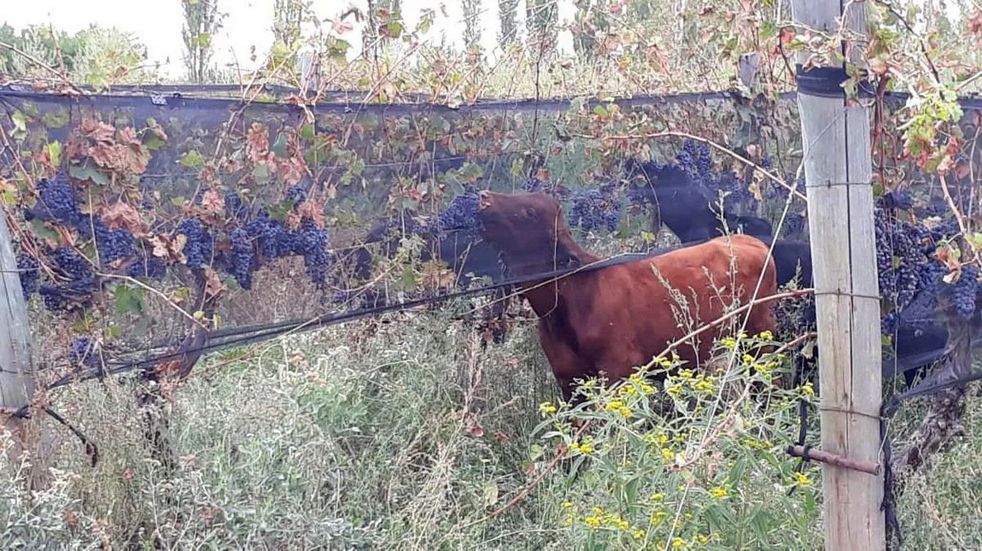  Las vacas comiendo uva en Junín, Mendoza - Foto: viamendoza.com