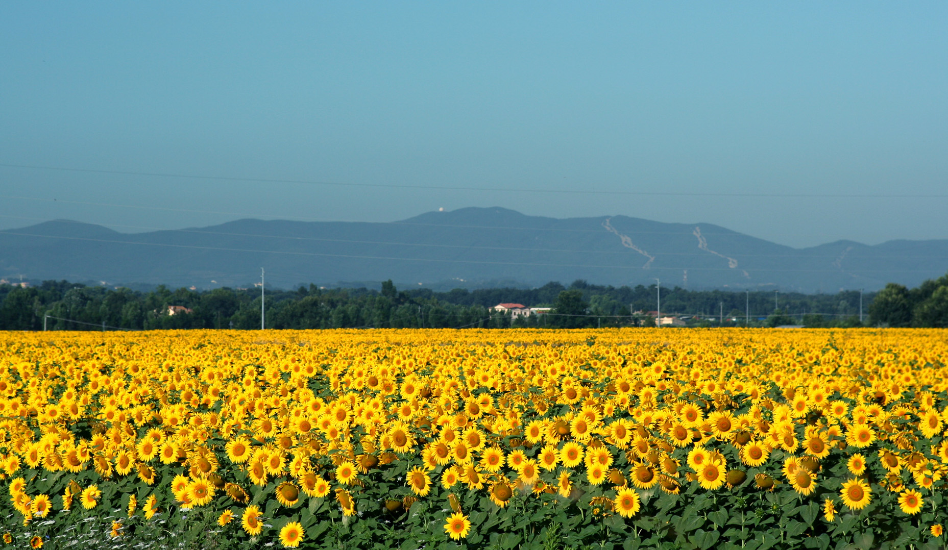 Proyectan un incremento del 38,5% en la superficie sembrada de girasol para  la nueva campaña | El Agrario