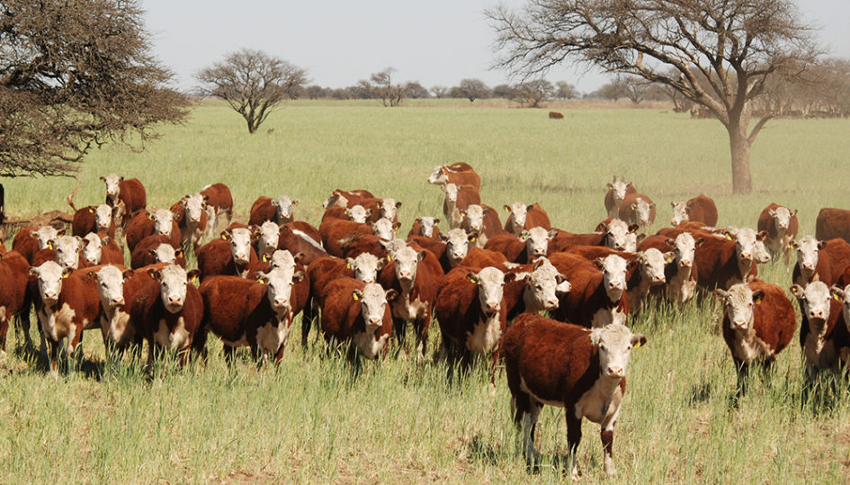 ¿cómo Será El Plan Ganadero El Agrario