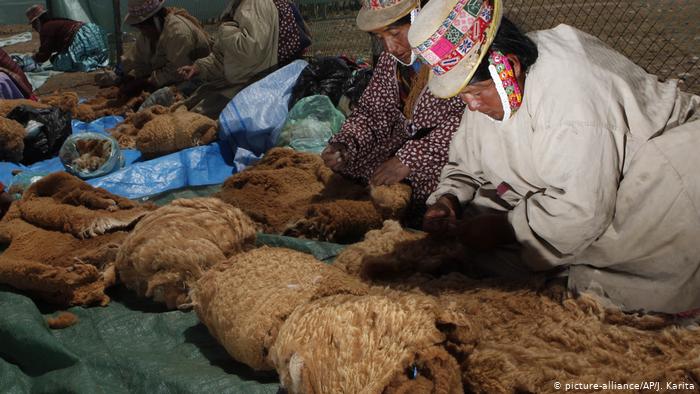  El aprovechamiento de la vicuña es parte de una economía de la biodiversidad complementaria en la región de la Puna. Foto: Dw
