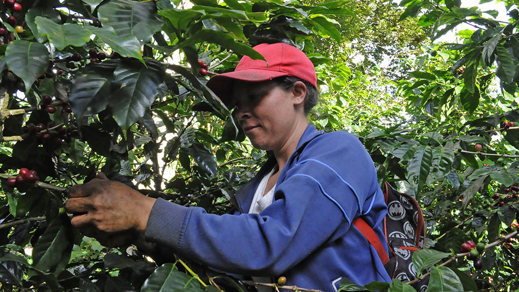 Los proyectos que permitirán fortalecer la producción y comercialización en las cadenas apícola, avícola, caprina, frutícola, ganadería, hortícola, lechera y porcina. Foto BAE
