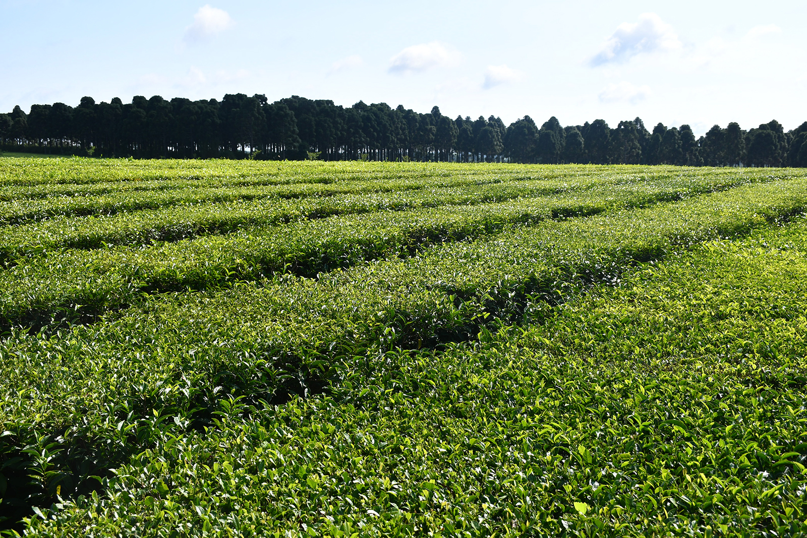  Campo de té. Foto: INTA.