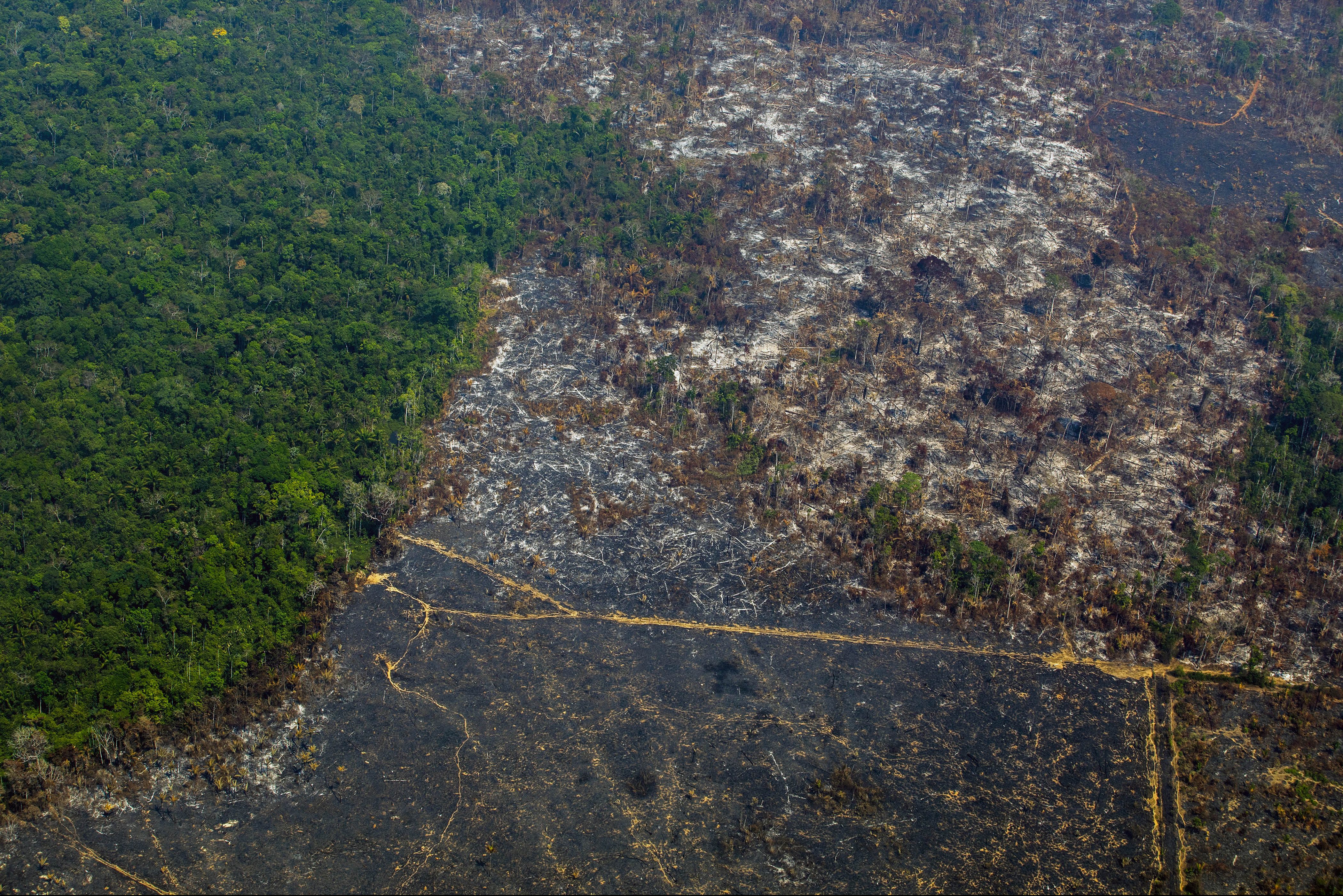 Сведение лесов в бассейнах рек приводит. Обезлесение Бразилии. Вырубка тропических лесов Амазонии. Бразилия леса Амазонии. Леса Амазонии вырубают.
